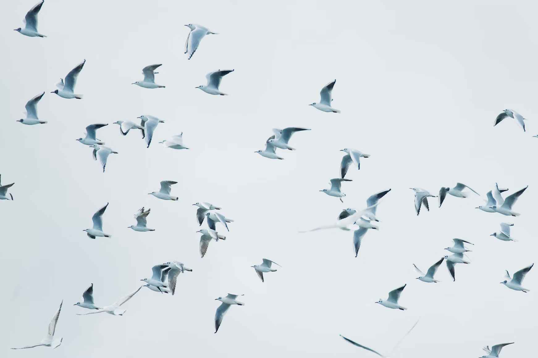 Why Every Company Needs a Chief Alignment Officer (CAO)